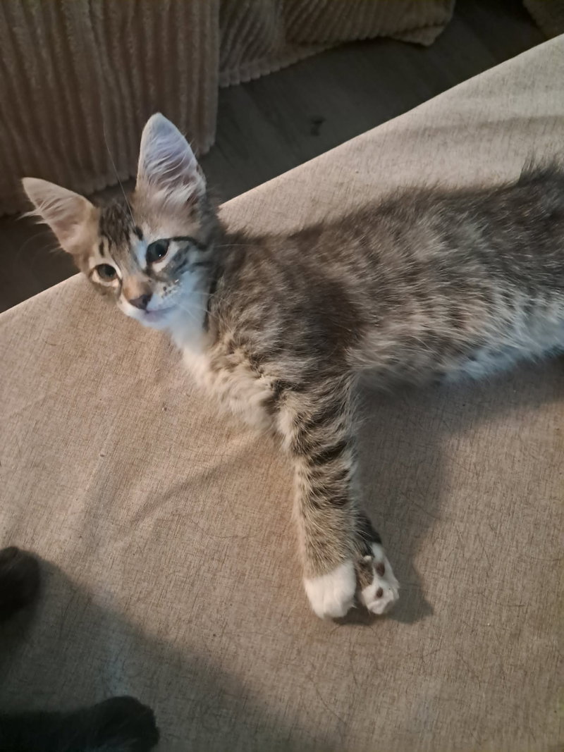 MAVERICK – looking for his Goose!