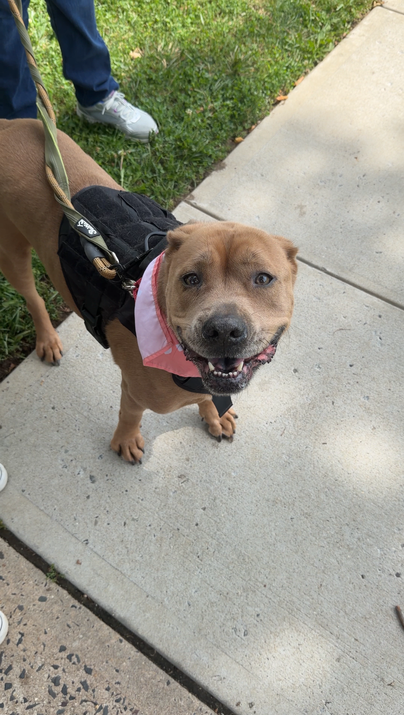 Bruiser
