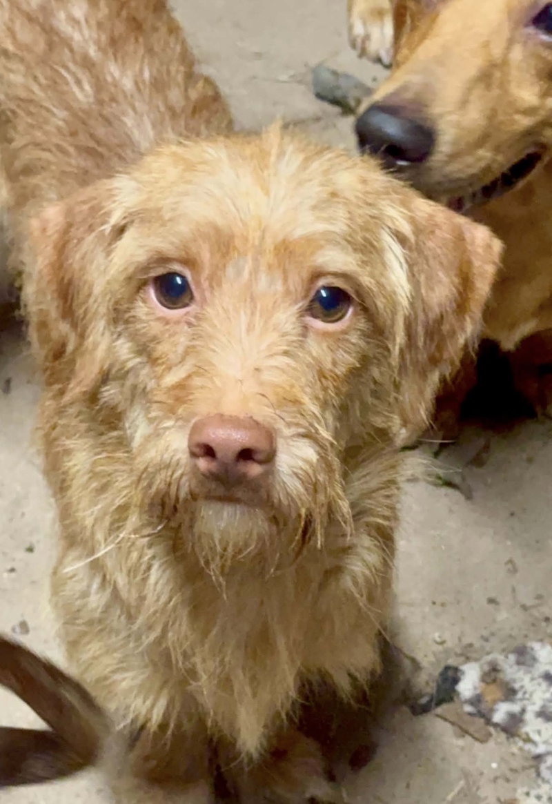Buddy – tiny but mighty