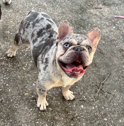 Rex