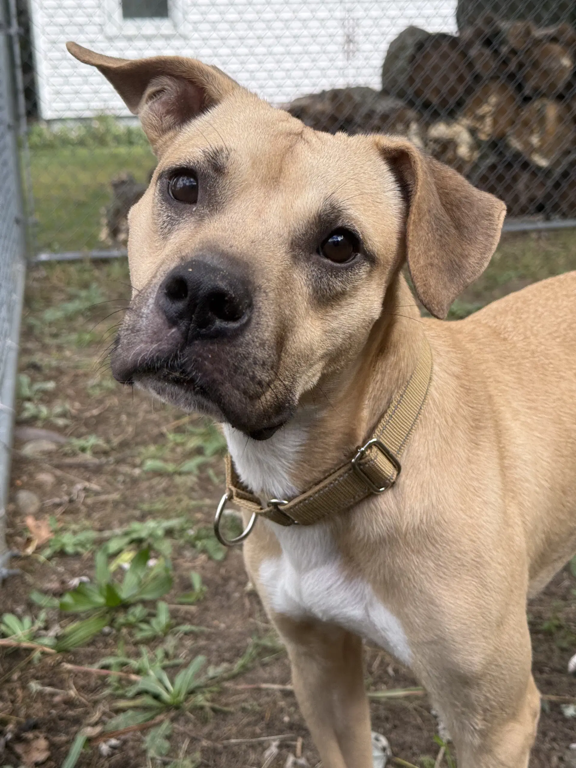 Summit - Mountain Cur