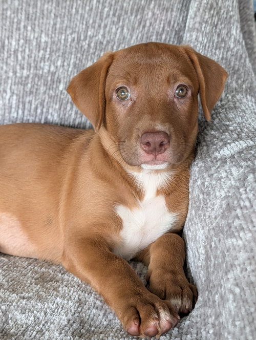 Ginger- The Red Puppy