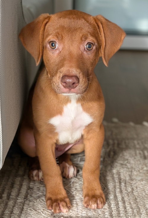 Ginger- The Red Puppy photo 2