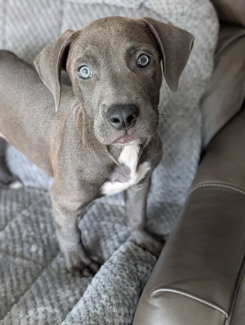 Blue- The Grey Puppy