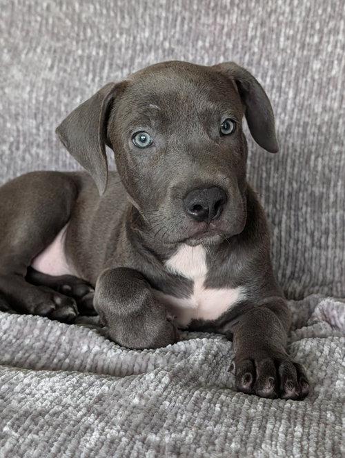 Blue- The Grey Puppy photo 2