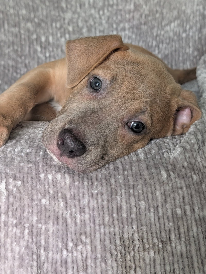 Violet – the fawn puppy