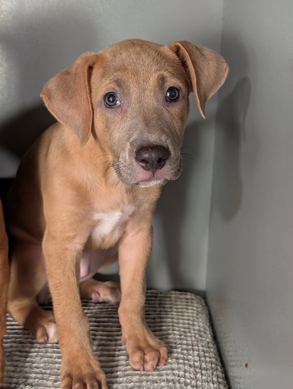 Violet - the fawn puppy