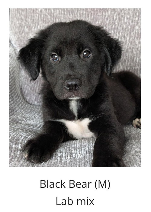 Bear- The Black Fluffy Puppy