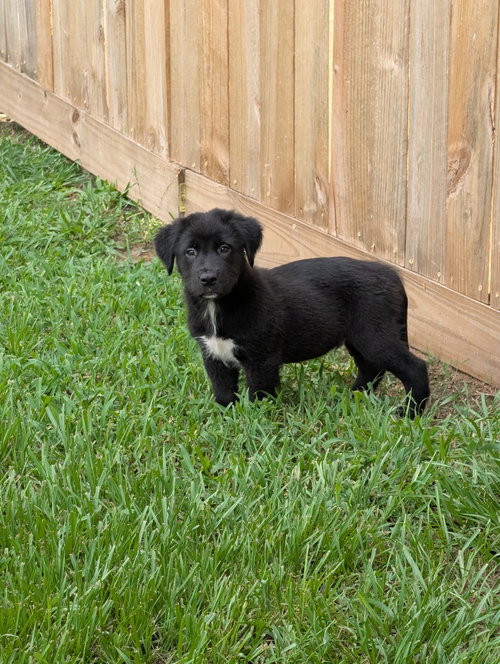 Bear- The Black Fluffy Puppy photo 2
