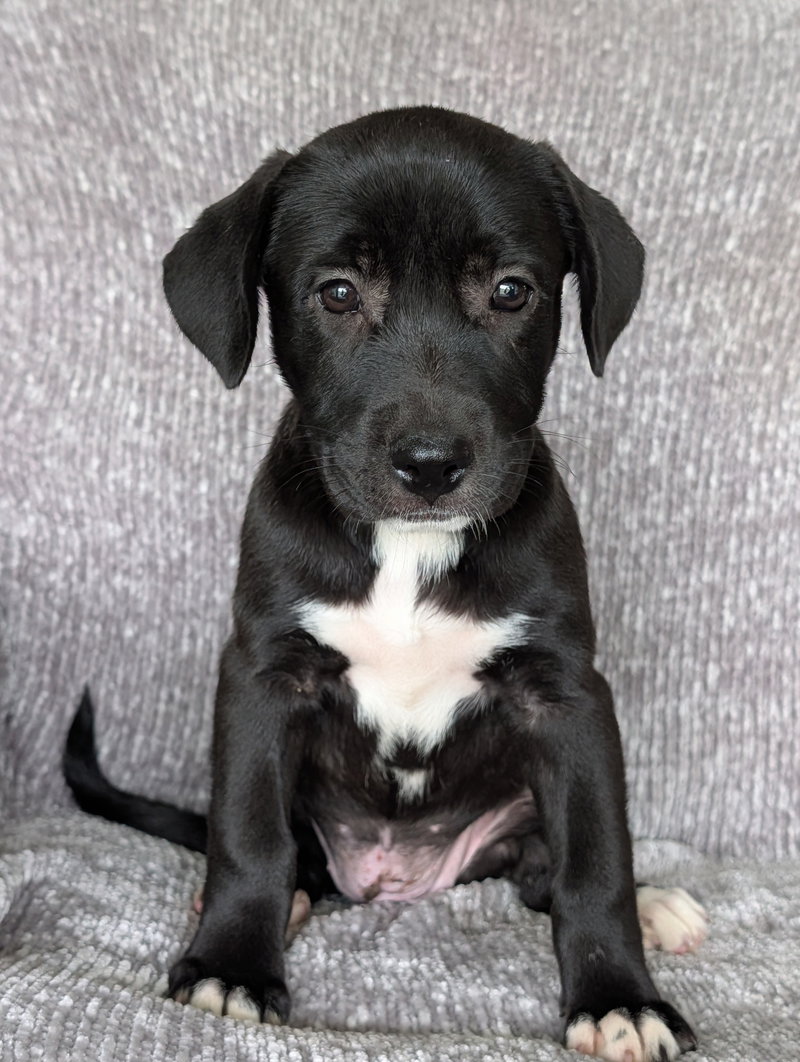 Heidi – the black and white puppy