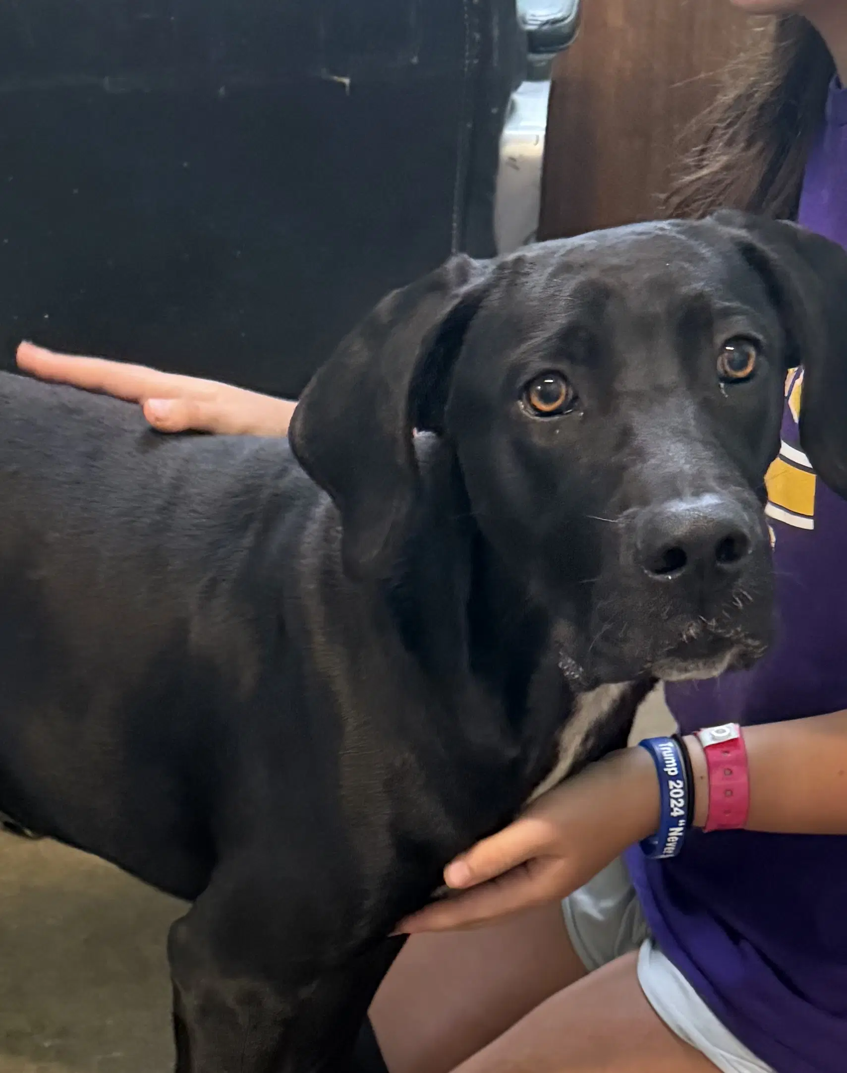 Rex - Great Dane Boy - Great Dane