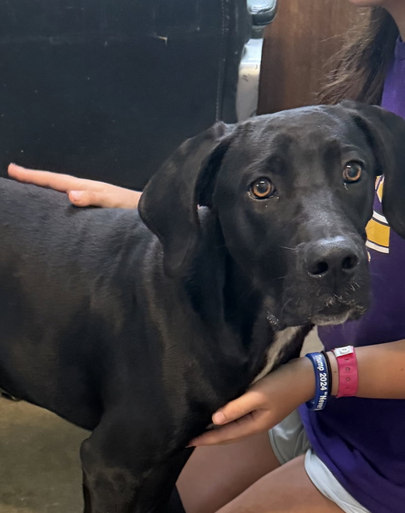 Rex- great dane boy
