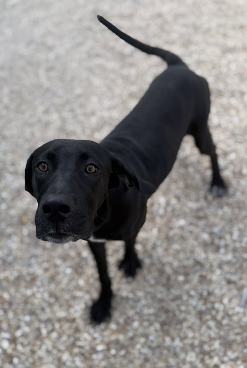 Rex photo 4