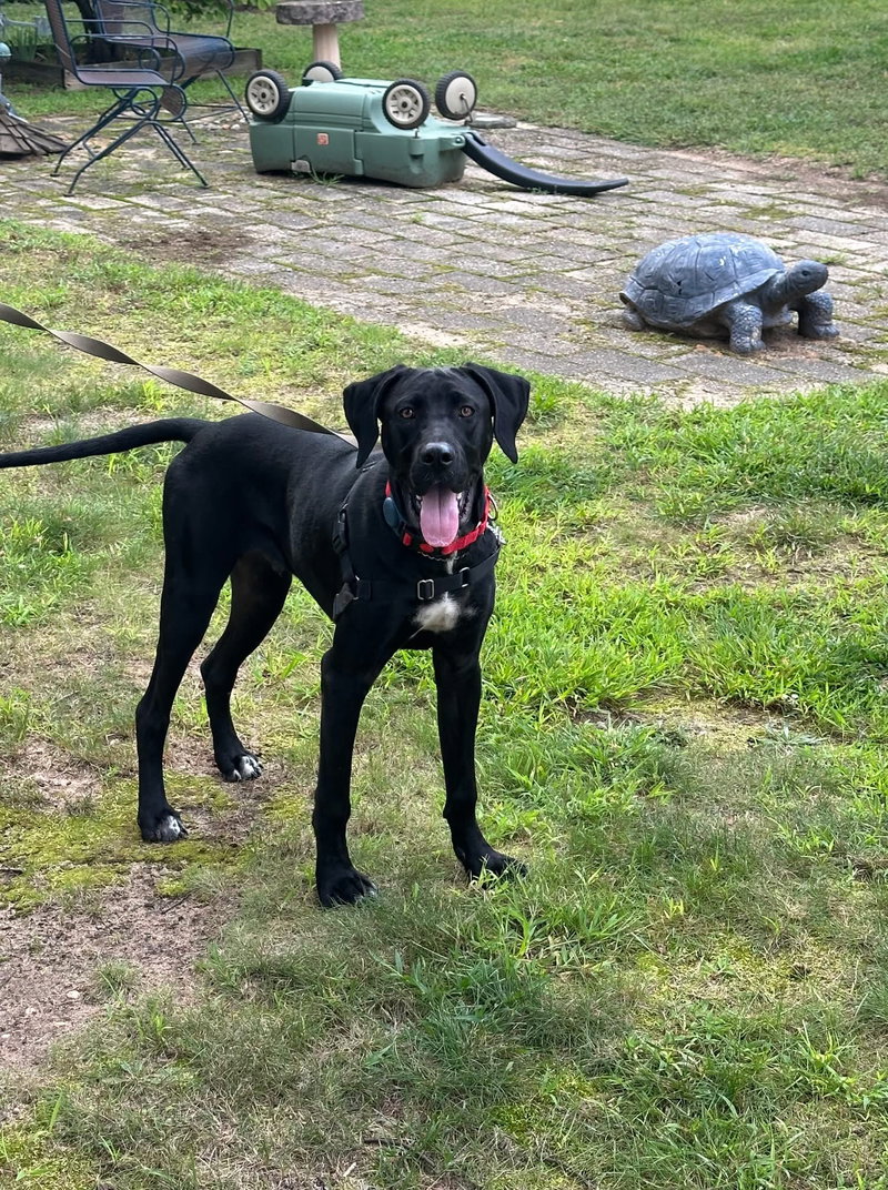 Rex- great dane boy