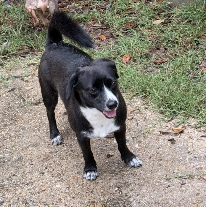 Sherman – shy sweetheart