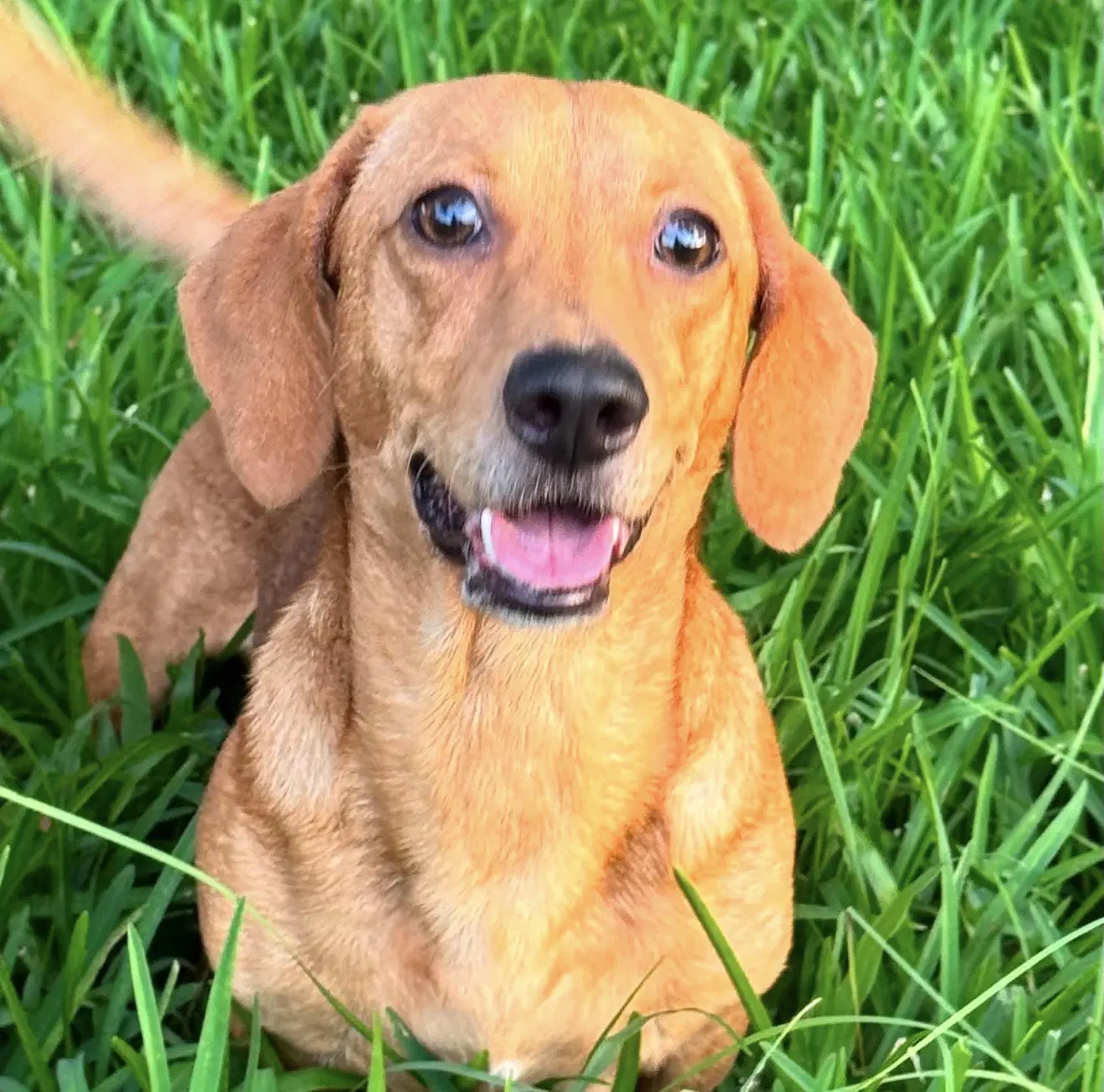 Rufus - Dachshund