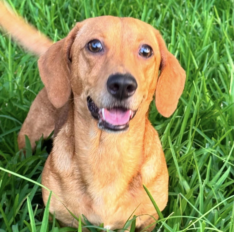 Rufus- NO MORE APPLICATIONS