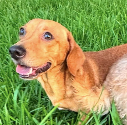 Rufus photo 2