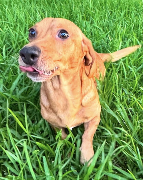 Rufus photo 3