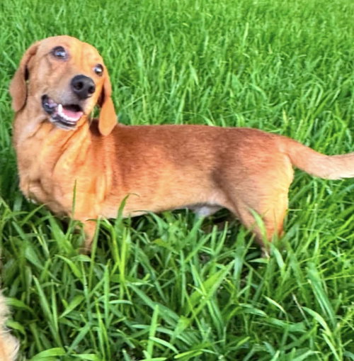 Rufus photo 4