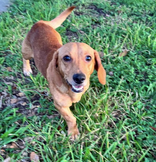 Rufus photo 5