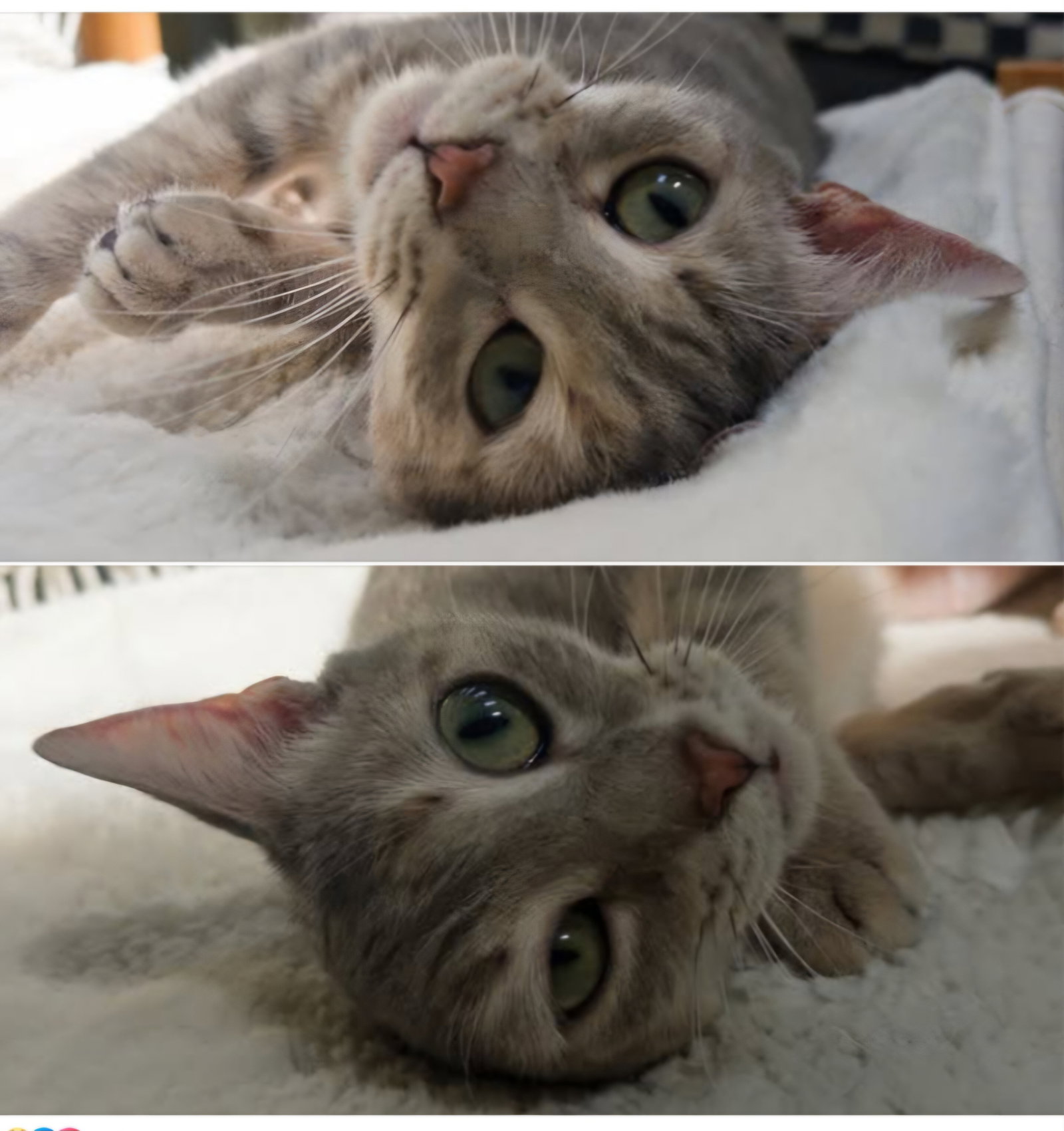 MISS - A Cozy Companion, photo 7