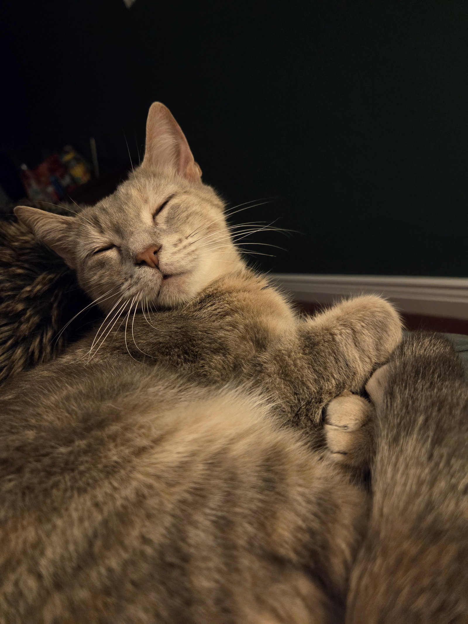 MISS - A Cozy Companion, photo 2