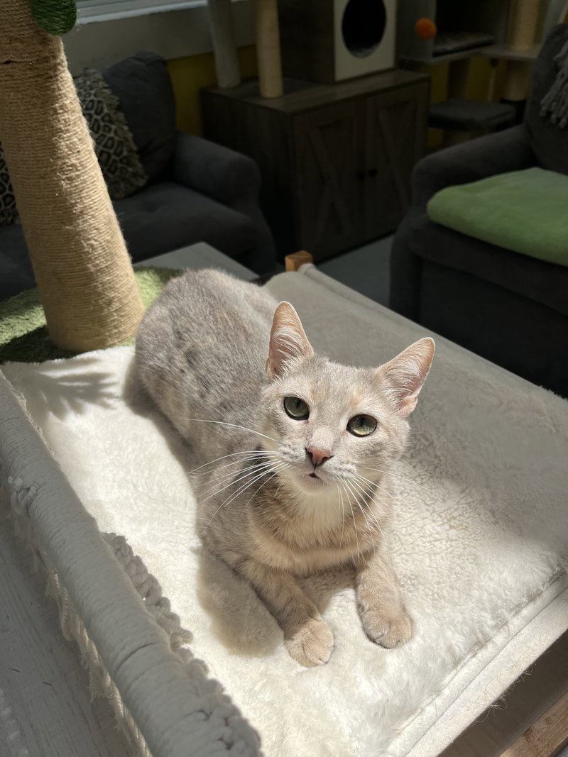 MISS – A Cozy Companion