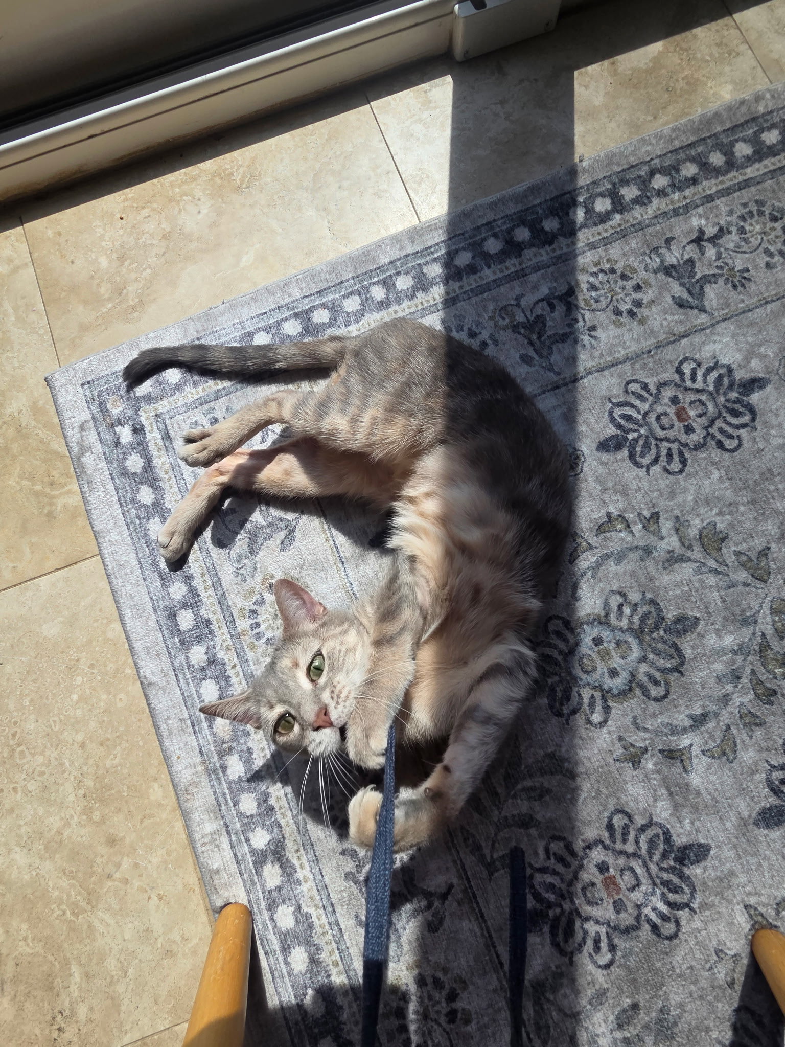 MISS - A Cozy Companion