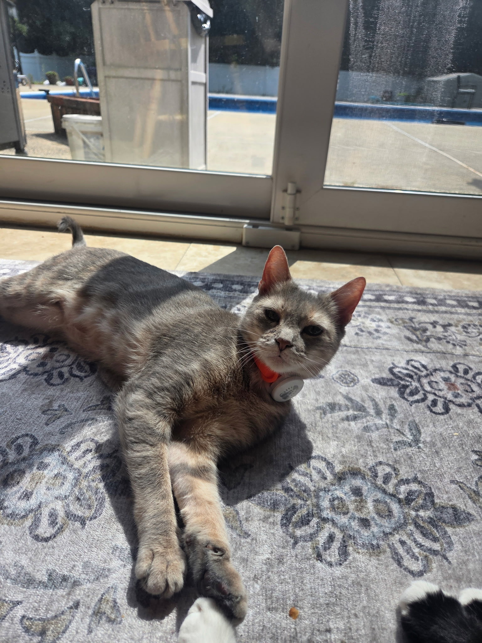 MISS - A Cozy Companion, photo 8