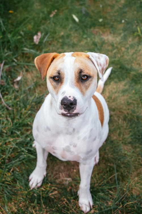Apache - Little Trooper, a dog for adoption from Wag On Inn Rescue