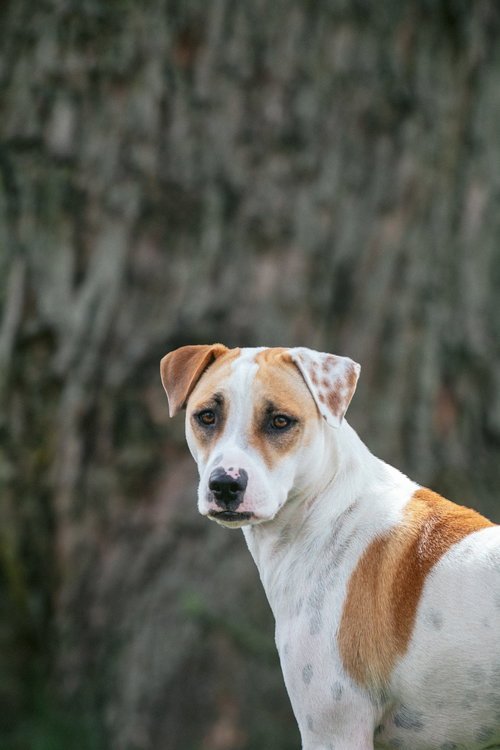 Photo 3 of Apache - Little Trooper