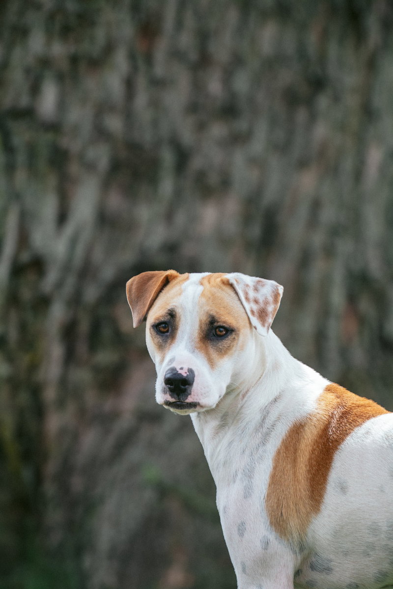Apache – Little Trooper