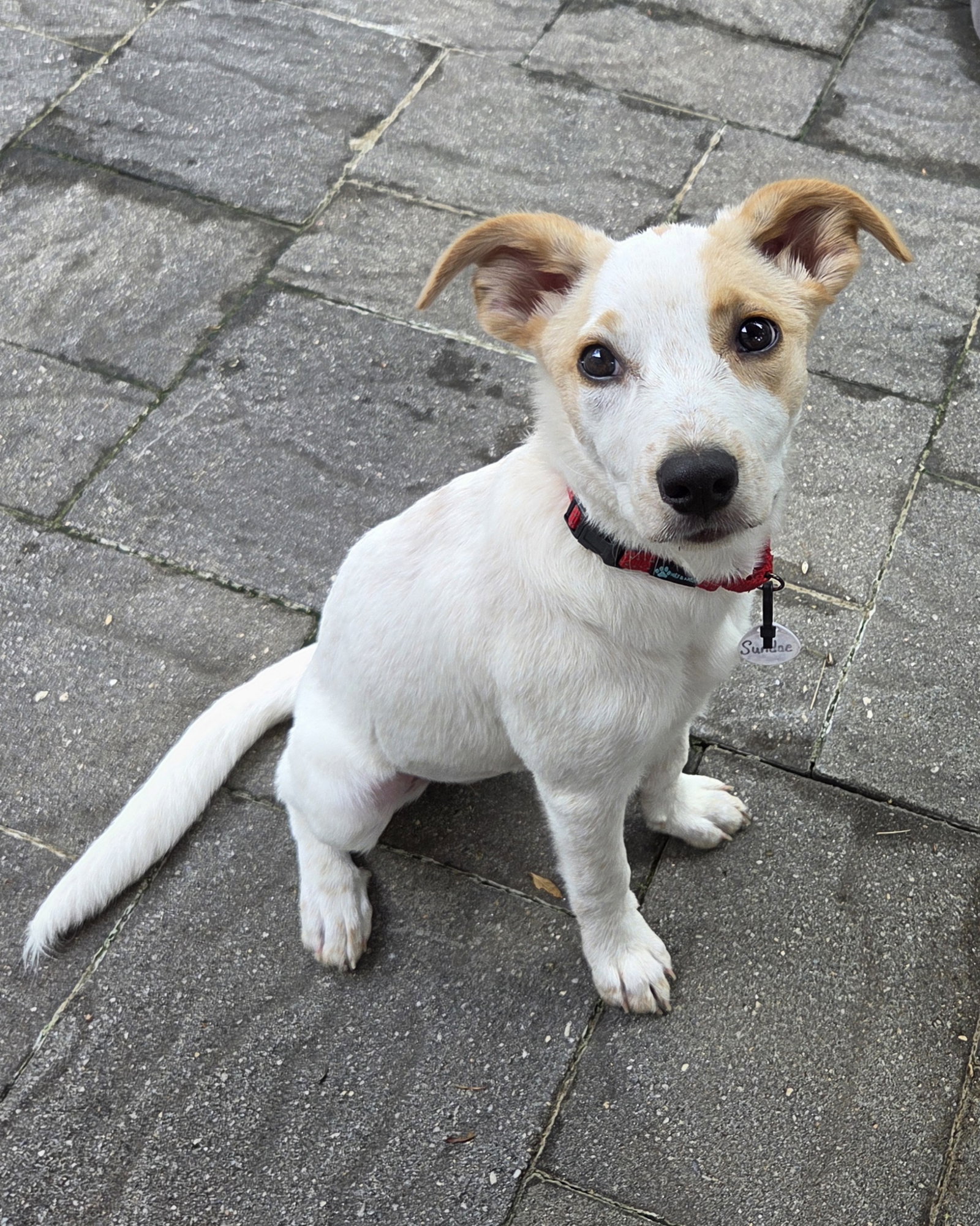 Sundae - as sweet as her name, dog