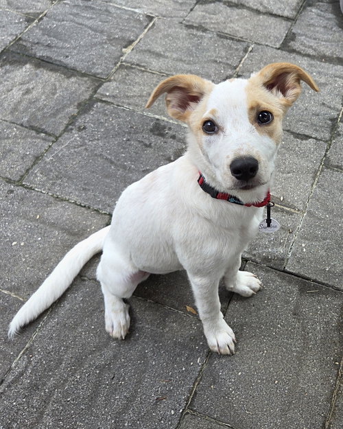 Sundae - as sweet as her name, a dog for adoption from Wag On Inn Rescue