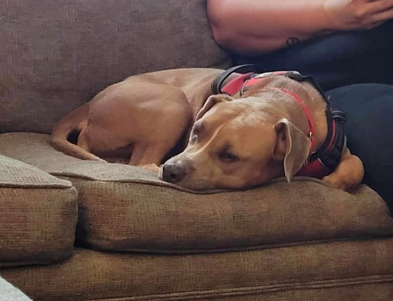 Ace – loving/laid back pittie