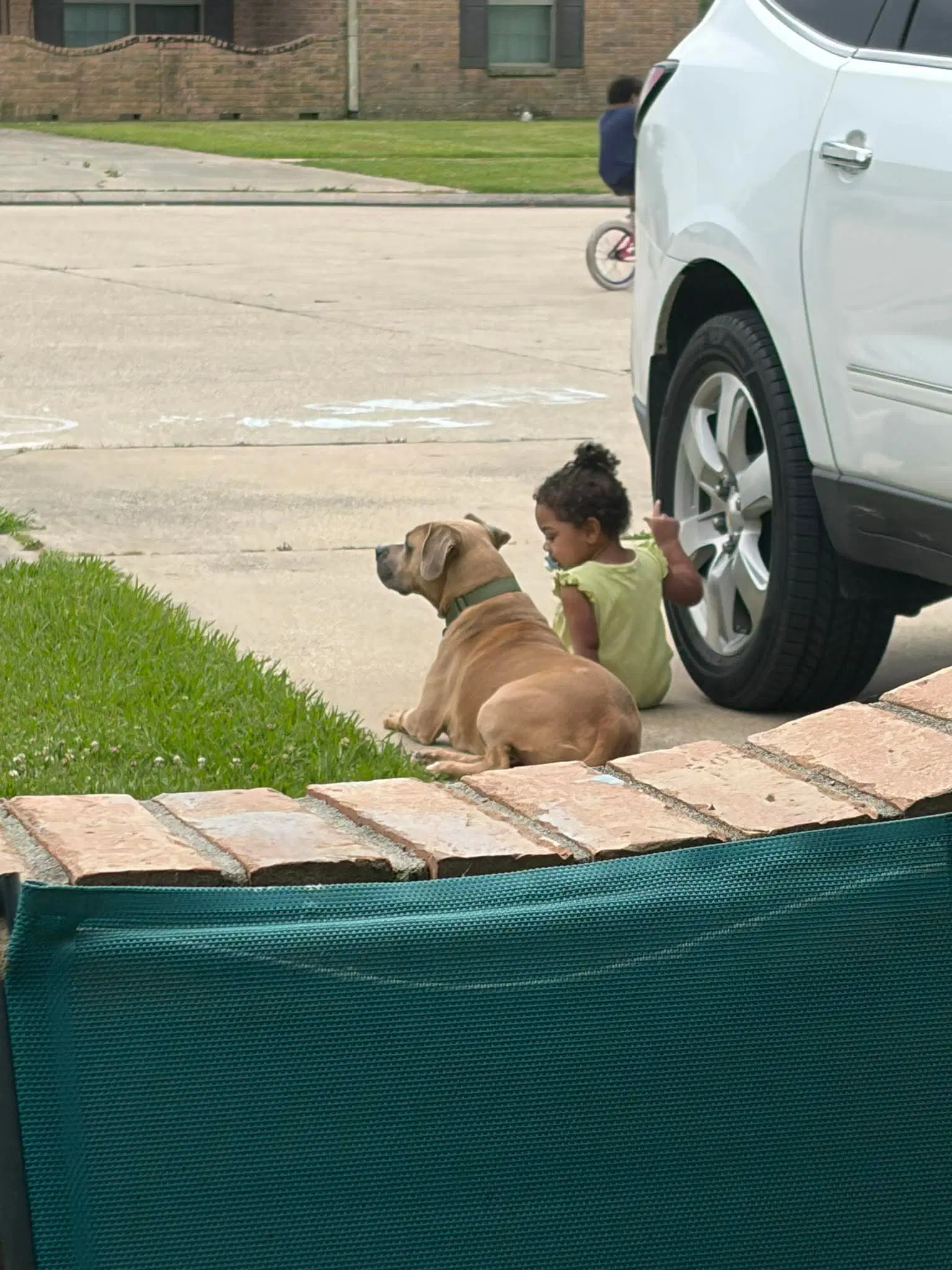 Ace- Lovinglaid Back Pittie image 3