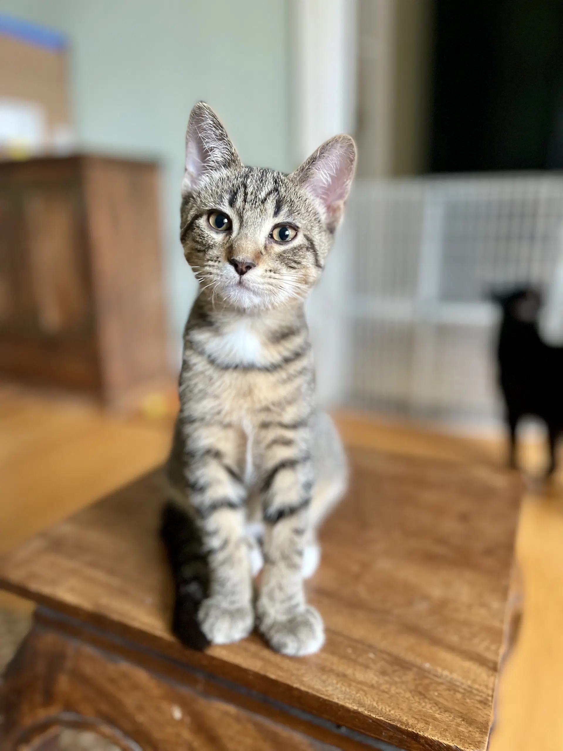 Weston - Domestic Short Hair