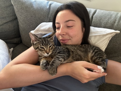 WESTON, a cat for adoption from Wag On Inn Rescue