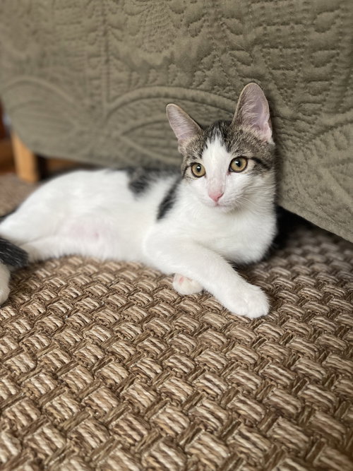 FIG, a cat for adoption from Wag On Inn Rescue