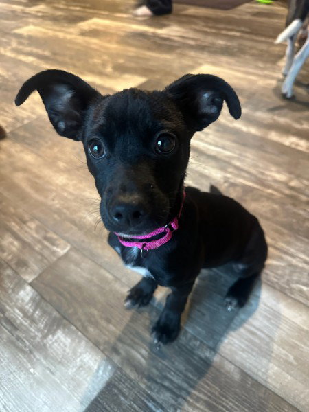 Duke – Tiny Pup, Giant Personality!