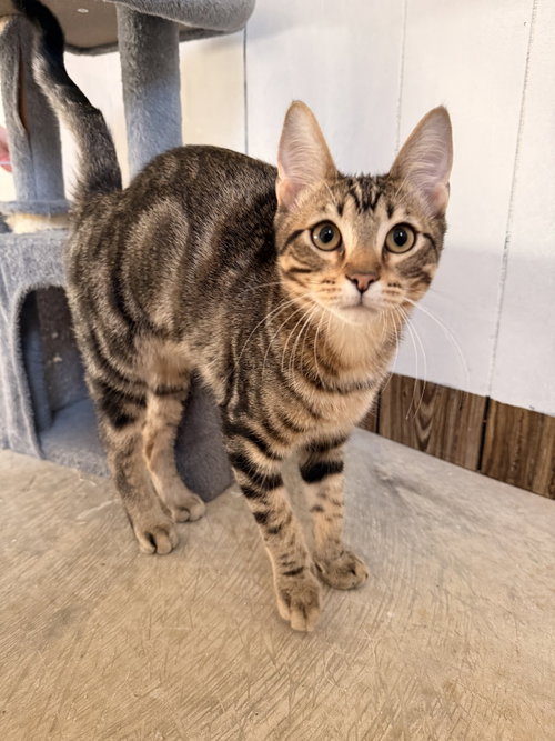 WAFFLE, a cat for adoption from Wag On Inn Rescue