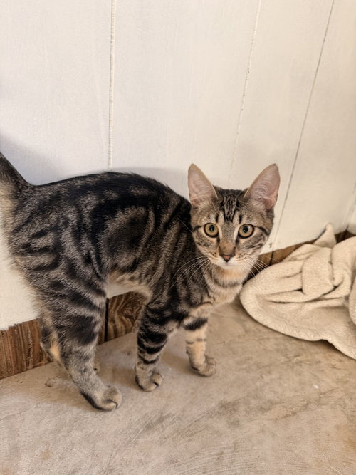 PANCAKE, a cat for adoption from Wag On Inn Rescue