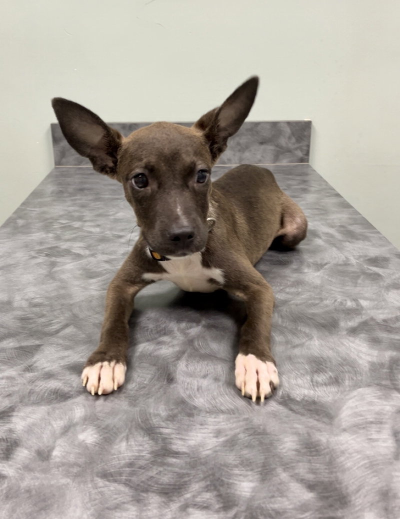 Sammie – Sweetheart