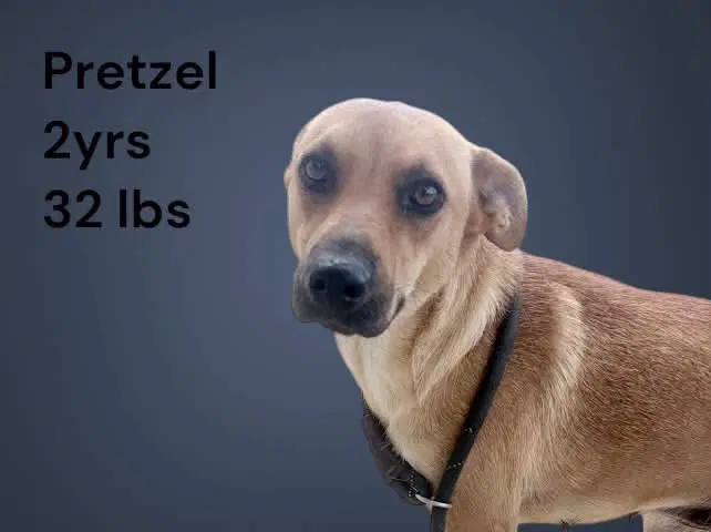 Pretzel- Sweet Shy Girl - Mountain Cur