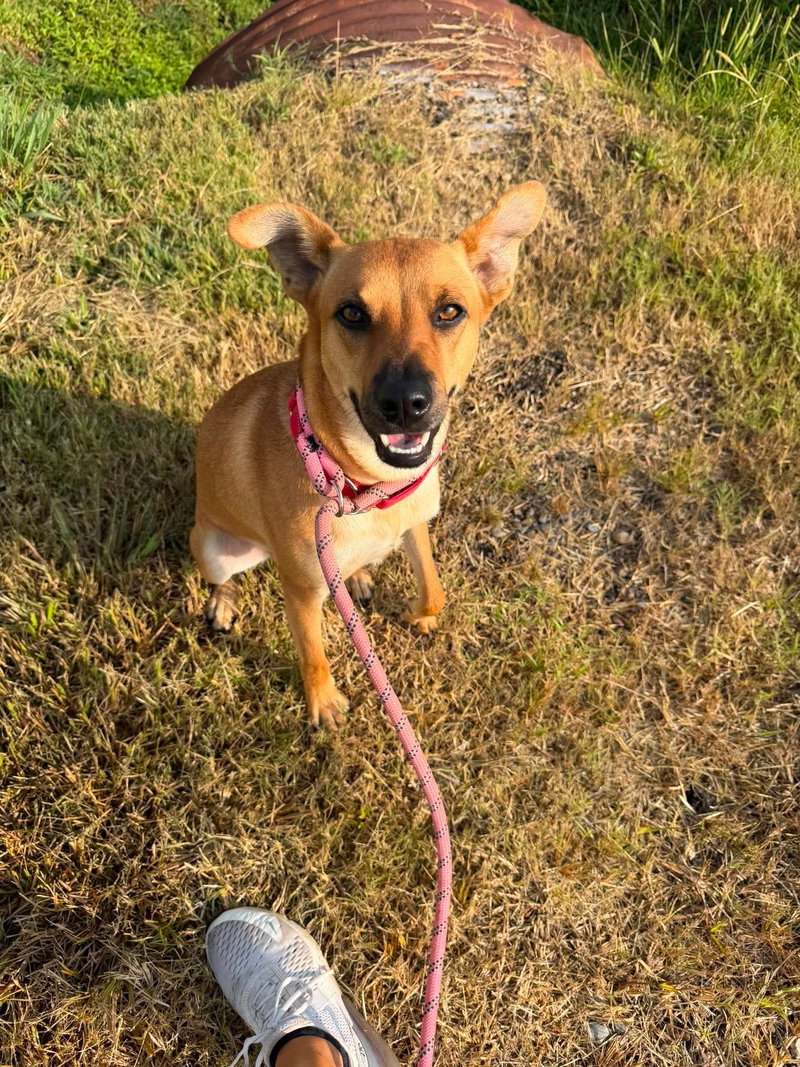 Pretzel – sweet shy girl