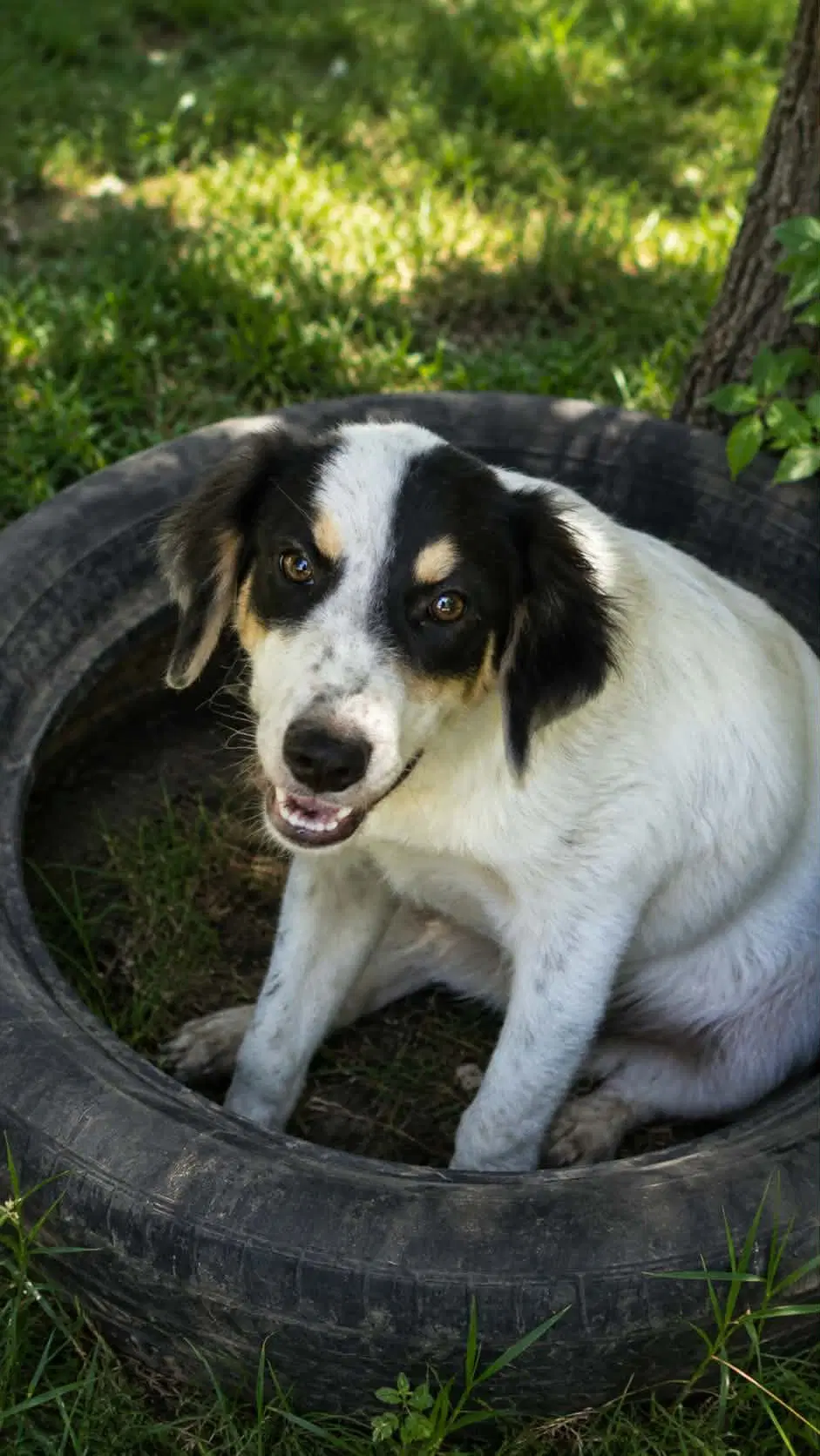 Luna- Pretty Girl - Great Pyrenees