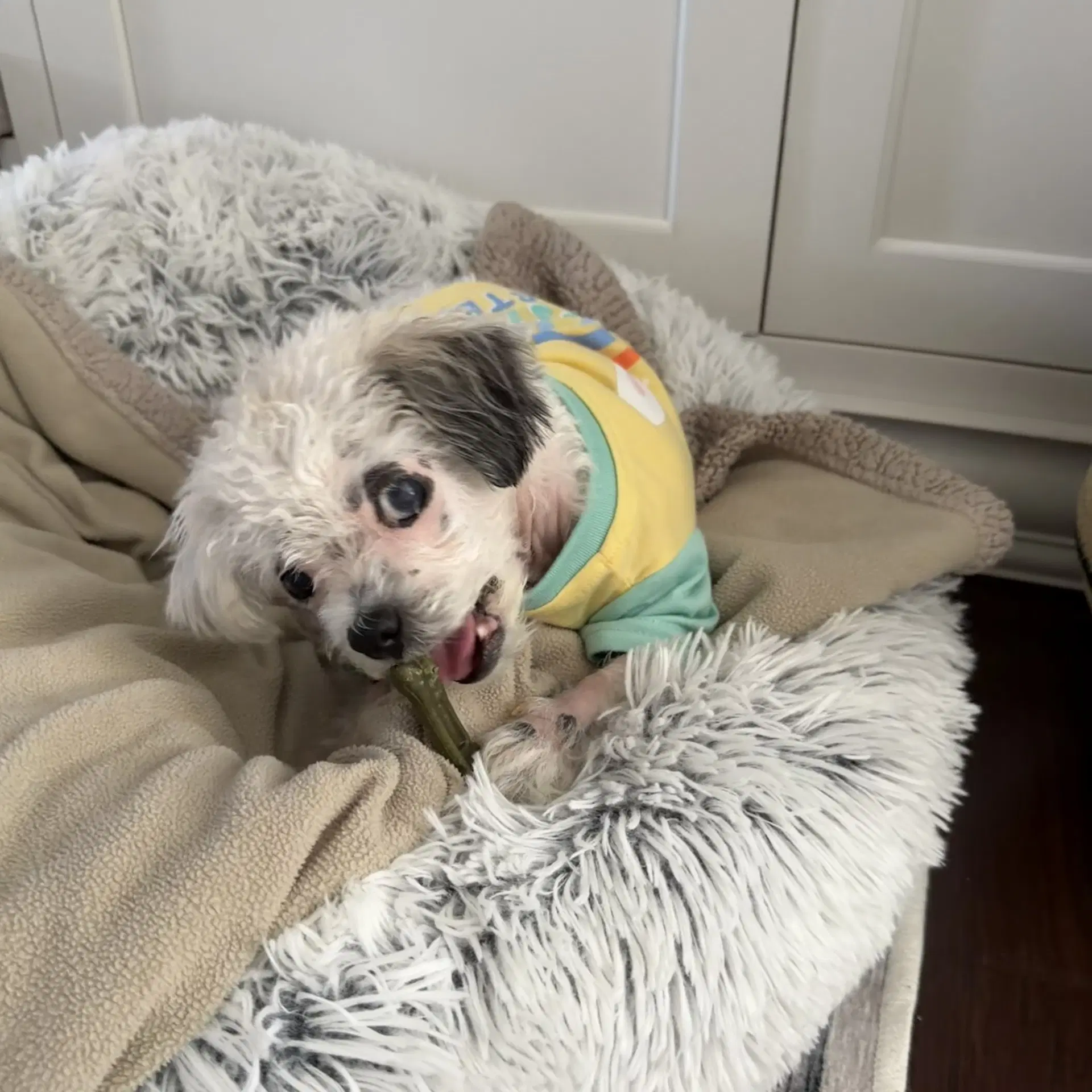 Daisy Fka Pearl - Tiny Lovebug image 1
