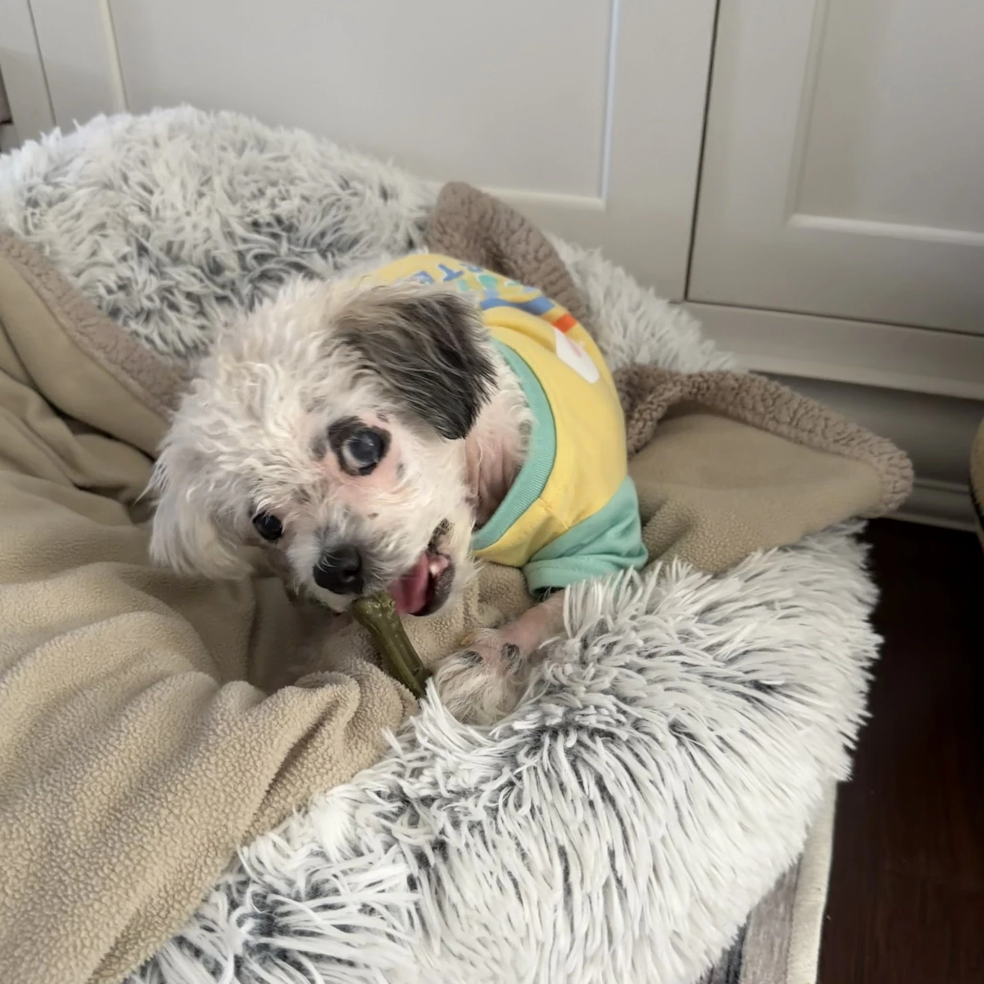 Daisy Fka Pearl - Tiny Lovebug