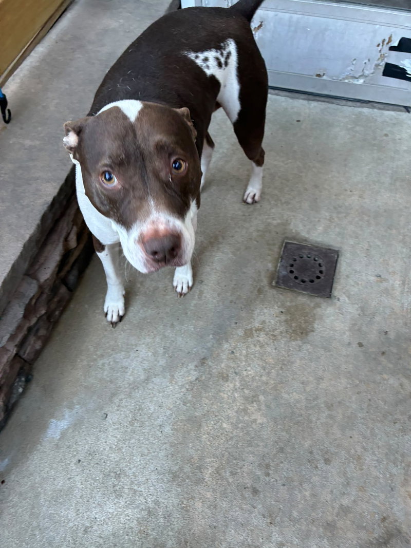 Rocco – Courtesy Post